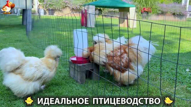 Идеальное птицеводство достойно восхищения 🐓🦆🦢🦚🦃🐔 эпизод (546)