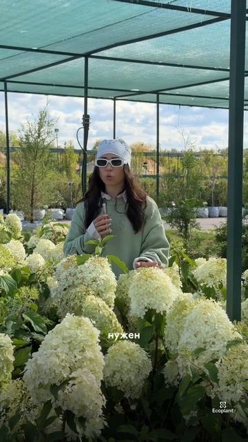Вот ЧТО ТВОРИТ эта ГОРТЕНЗИЯ 🌺🔥