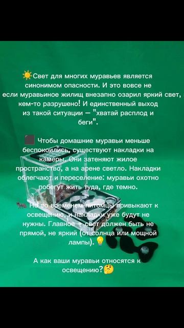 интересное о муравьях