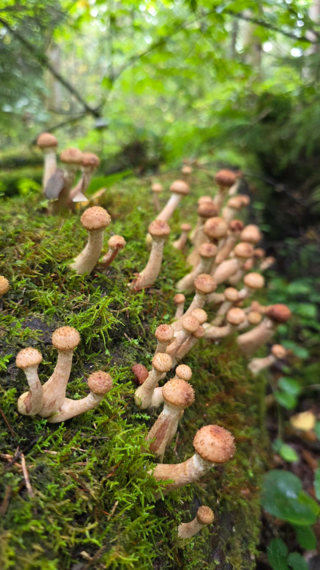 🍄Вип грибалка для ленивых грибников 👉Сбор осенних опят в Подмосковье 🌳🌲