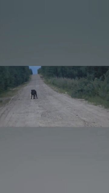 Кабанчик в Серышевском округе