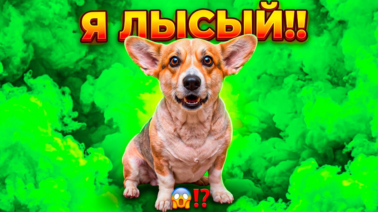 Я ОБЛЫСЕЛ! КАПЕЦ! Корги Кекс Говорящая собака
