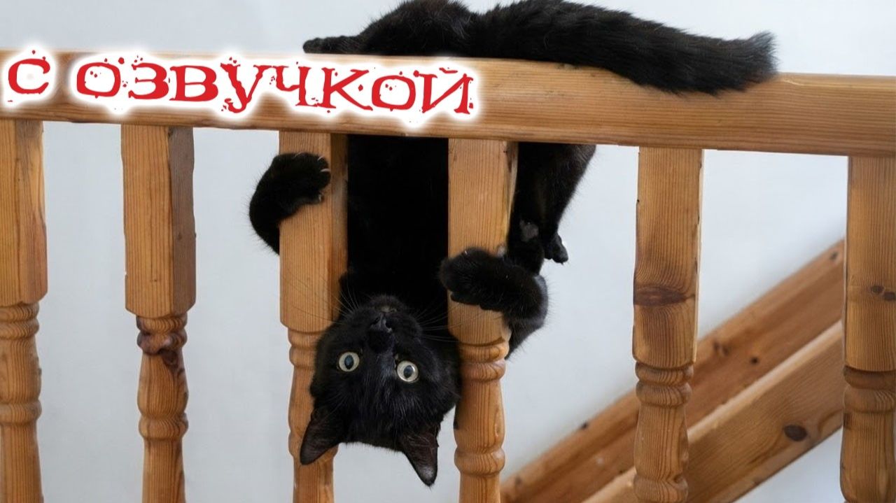 ПРИКОЛЫ С КОТАМИ С ОЗВУЧКОЙ Мега-позитивный выпуск Самые Смешные Животные