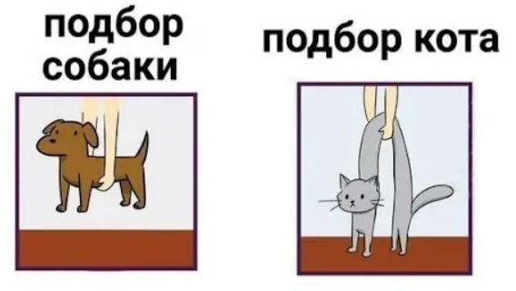 Лютые мемы. Подбор собаки и кота