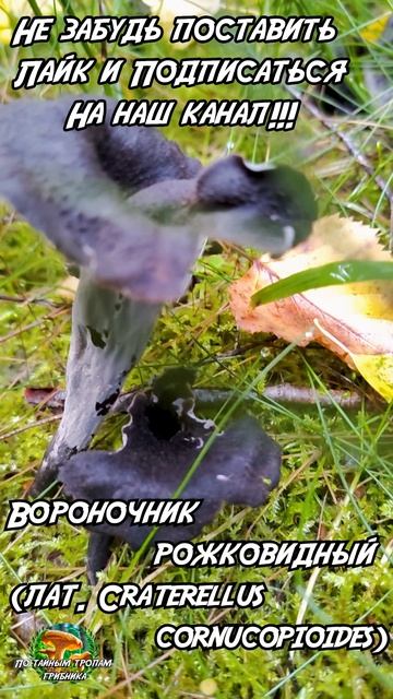 Вороночник рожковидный