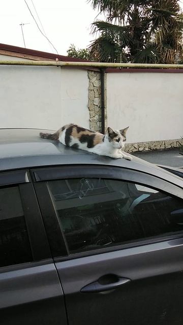 Кошка на крыше автомобиля.