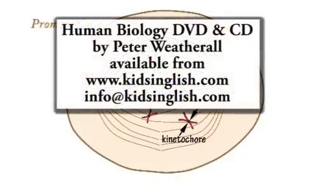 Mitosis Music Video By Peter Weatherall