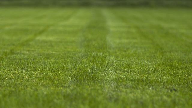 Vorteile Des Mulchens Beim Rasenmähen