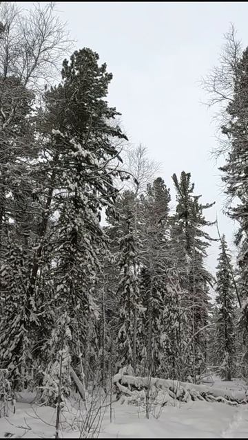 Зима в тайге, лосиные переходы.