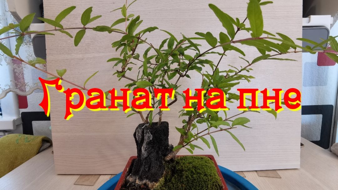 Бонсай на пне из граната.