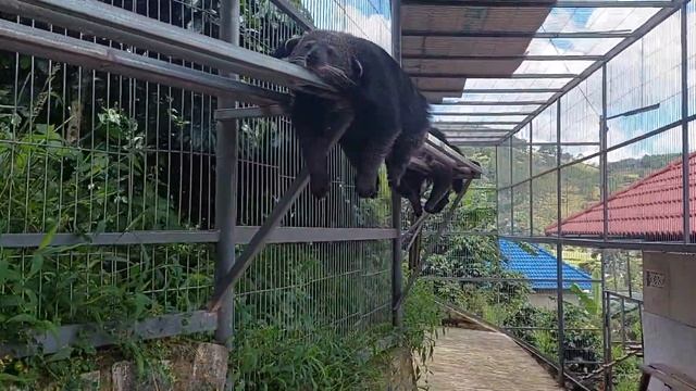 Binturong The Coffee Eater.                                 Бинтуронг Пожиратель Кофе
