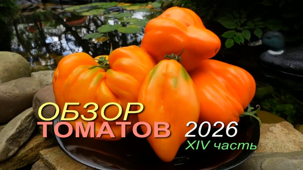 Обзор коллекционных сортов ТОМАТОВ сезона 2026 🍅XIV часть