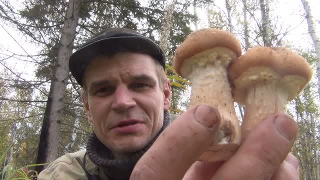 ОПЯТА Грибы Поход в лес за грибами опятами 11 сентября 2017 Сибирь тайга природа охота сбор грибов