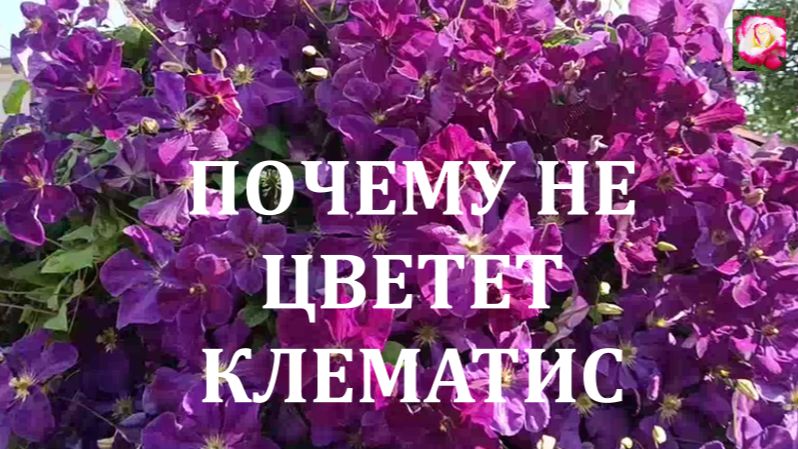 КЛЕМАТИС