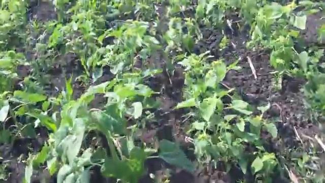 Результаты обработки клиентской кукурузы