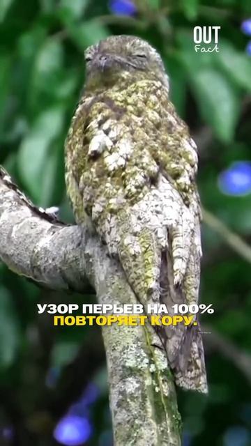 Козодой - самая упоротая птица