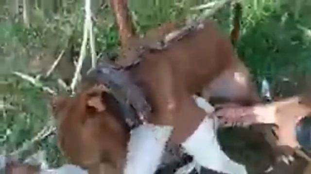 MATING A VIRGIN DOG