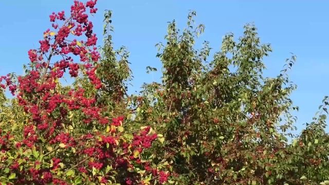 плодовые культуры