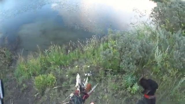 Выбор поноски для дратхаара