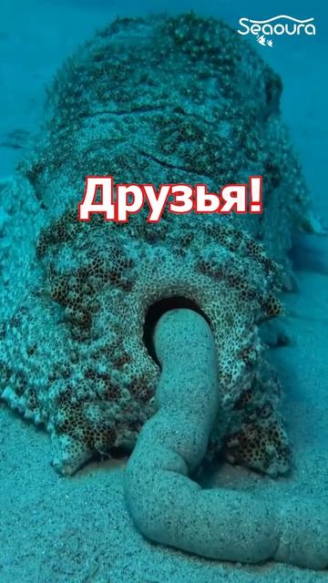 Морской огурец сходил по делам )