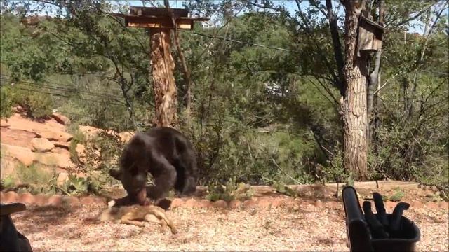 Bear Eating A Fawn