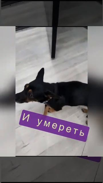 Собираeм команду спасeния трём собачкам из Бобруйска!  #всемпособаке  #спасисобаку #собакавбеде