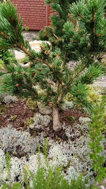Ель колючая Лаки Страйк ( Picea pungens Lucky Strike )