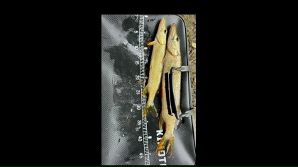 🎣 Мечтаешь поймать ту самую рыбу, ради которой не жалко встать до рассвета? Секрет прост: когда ...