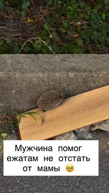 Помог ёжикам