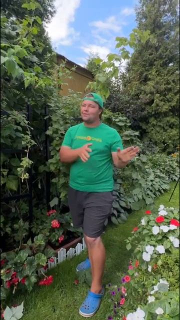 Вирус на малине 🌿