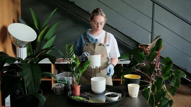 Как правильно пересаживать комнатные цветы. На примере замиокулькаса