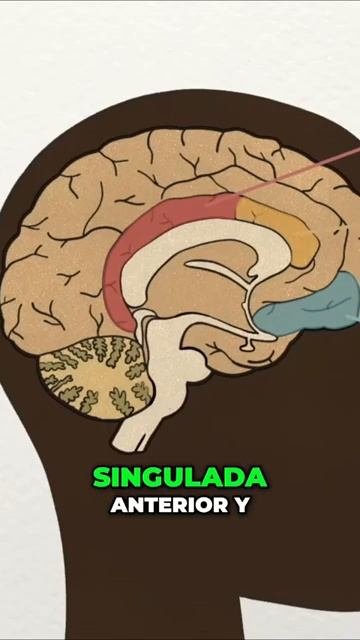 Descubre Como La Meditación Modifica Nuestro Cerebro.