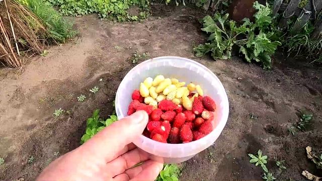 клубника