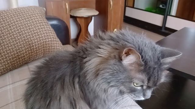 У Фили зубы острые а взгляд как у орла