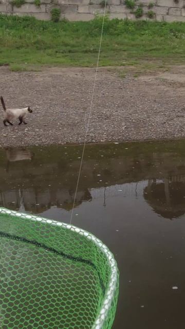 Накормил кота #рыбалка #котики #рыба #хороший_улов #кемерово #рокнация