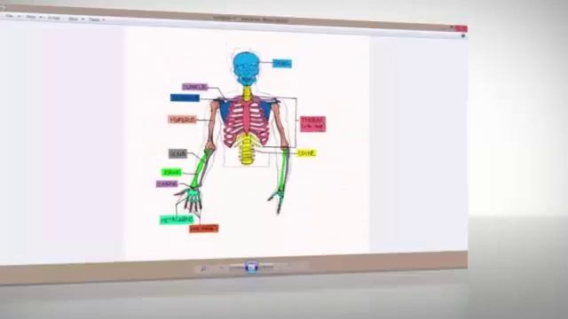 Anatomy For Beginners - The Complete Guide (Course Preview)