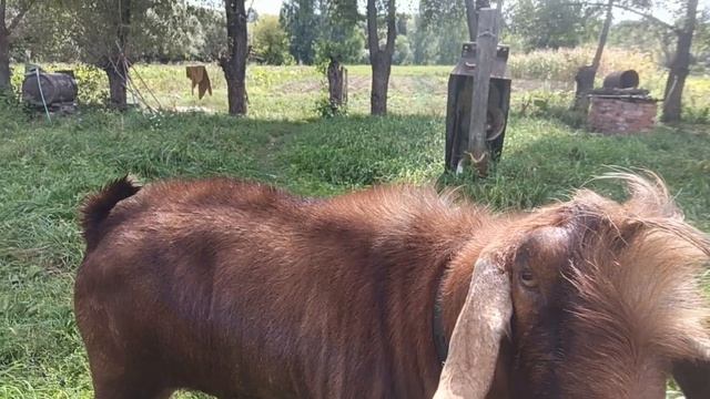 А У НАС В ДЕРЕВНЕ ВЕСЕЛО!🥳 🐐