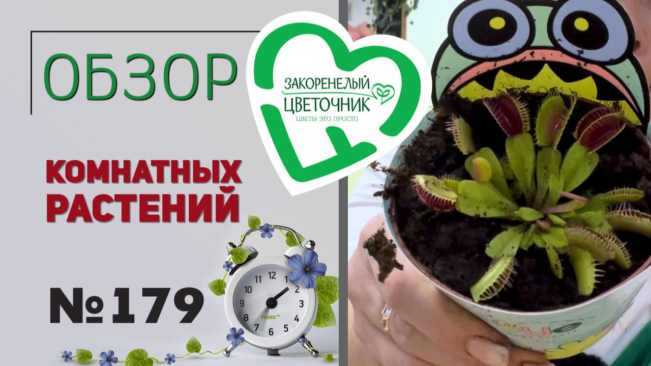 Комнатные растения
