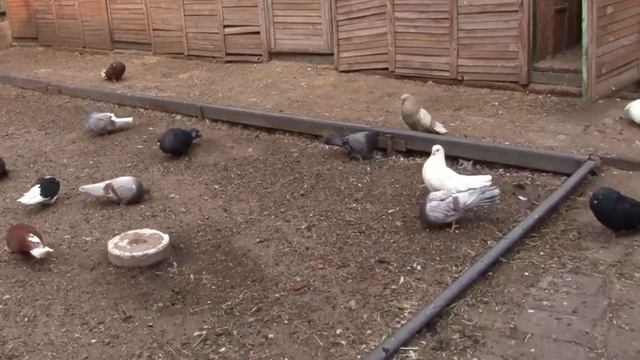 Начинаю делать перепаровку голубей ?(Ich Fange An, Tauben Zu Machen )