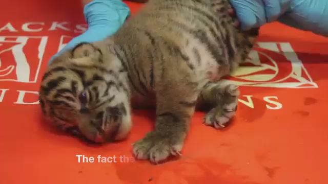 В зоопарке Jacksonville Zoo родились  суматранские тигрята