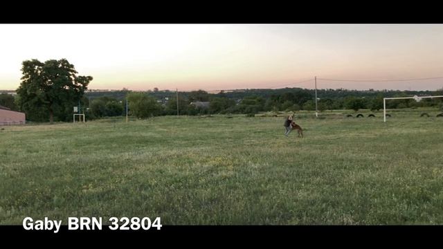Gaby BRN 32804 Высыл Вперёд IGP Training