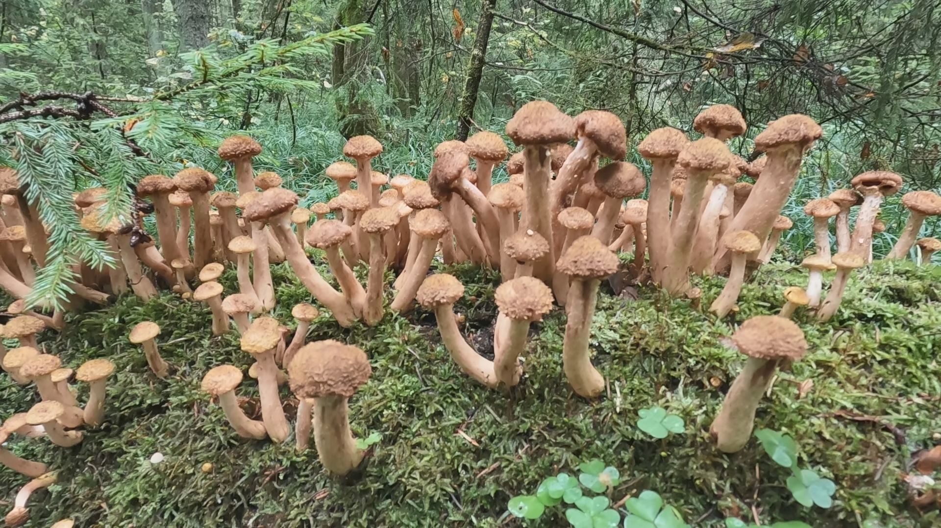 💥ОСЕННИЕ ОПЯТА ЗАПОЛОНИЛИ ЛЕС В ПОДМОСКОВЬЕ🍄СЕНТЯБРЬ 2026🌳МОРЕ ГРИБОВ🌲