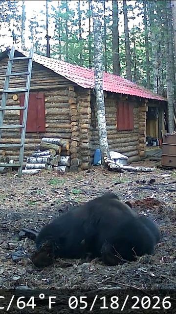 Медведь пришёл к моей избе.