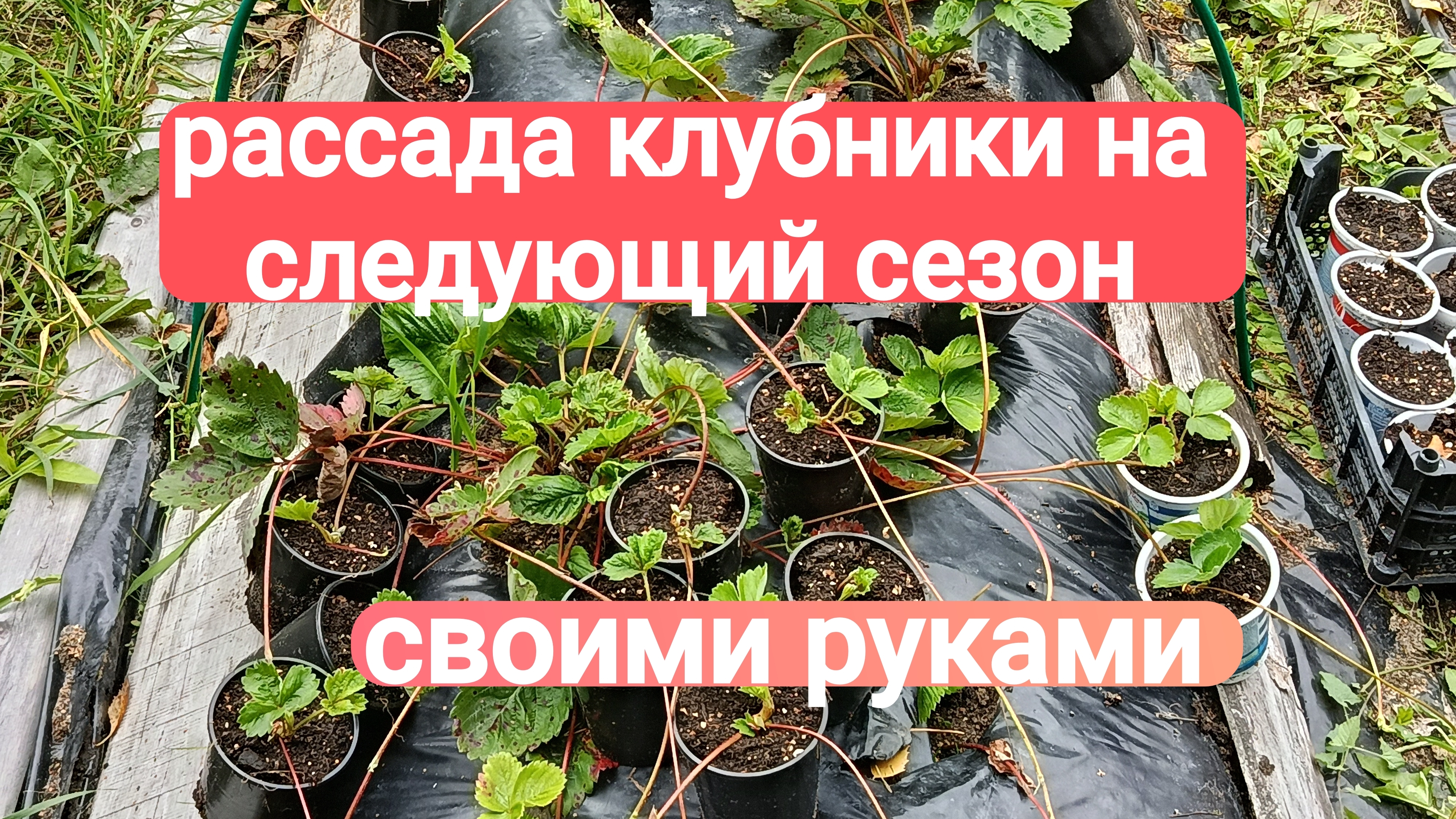 Рассада клубники на следующий сезон своими руками