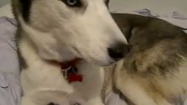 Skype по собачи =)