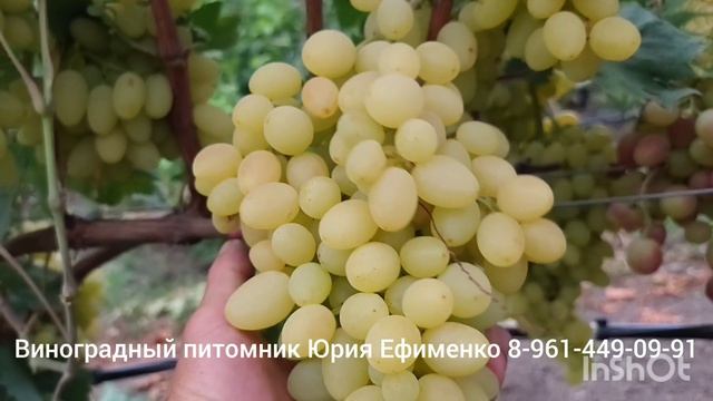 Кишмиш Цугар дропс, ARRA-30