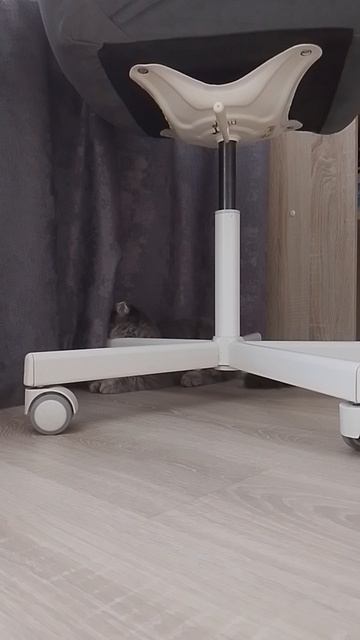 мая
