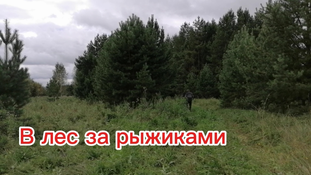 В лес за рыжиками. В поисках грибов.