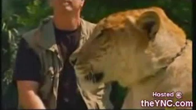 Liger - ребенок льва и тигра