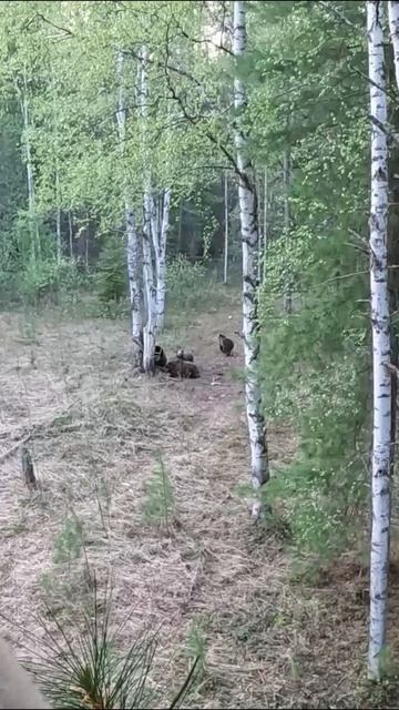 Перекличка с бурыми медведями. Медвежата на приваде.